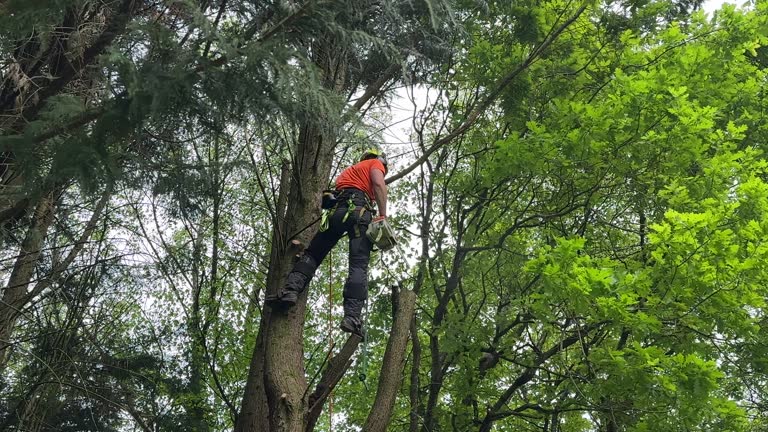 Best Tree Trimming and Pruning  in USA